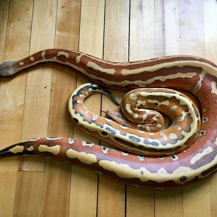A Closer Look at the Magnificent Blood Python: The Jewel of the Python World