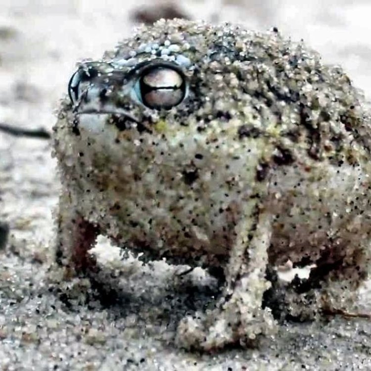 The Desert Rain Frog: A Unique and Fascinating Creature of Southern Africa