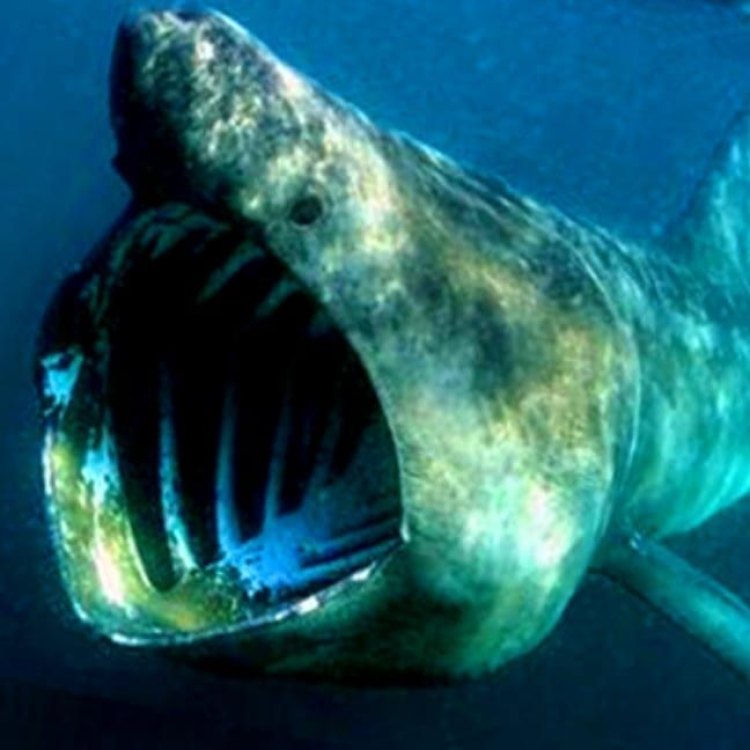 The Mysterious Megamouth Shark: A Unique Filter-Feeder of the Seas