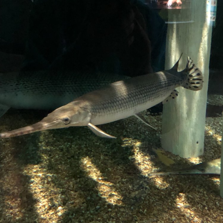 The Elusive Longnose Gar: A Predatory Fish Native to North America