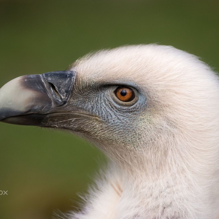 The Graceful Giant: The Fascinating World of the Griffon Vulture