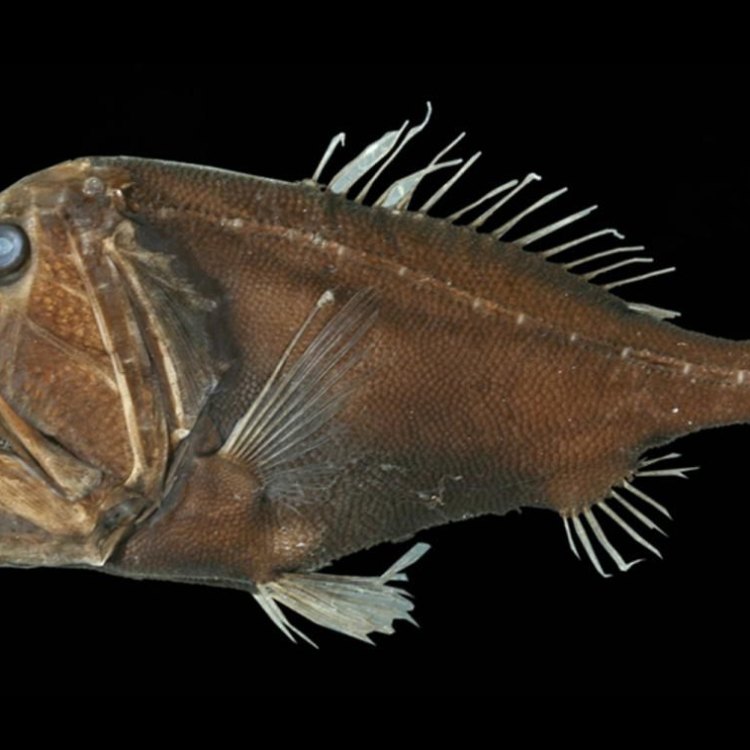 The Fierce and Fascinating Fangtooth Fish: Surviving in the Abyssal Depths