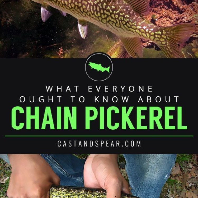 The Mighty Chain Pickerel: A Master Predator of Eastern North America