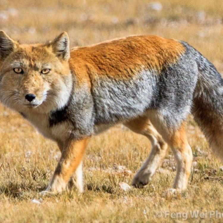 The Mystical Tibetan Fox: An Enigma of Nature