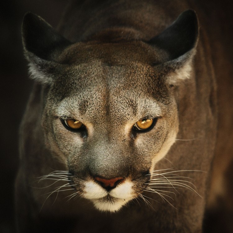 Welcome to the Fascinating World of Pumas – The Elusive and Powerful Big Cats