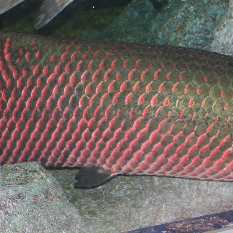 Arapaima: The Mighty Giant of South America's Freshwaters