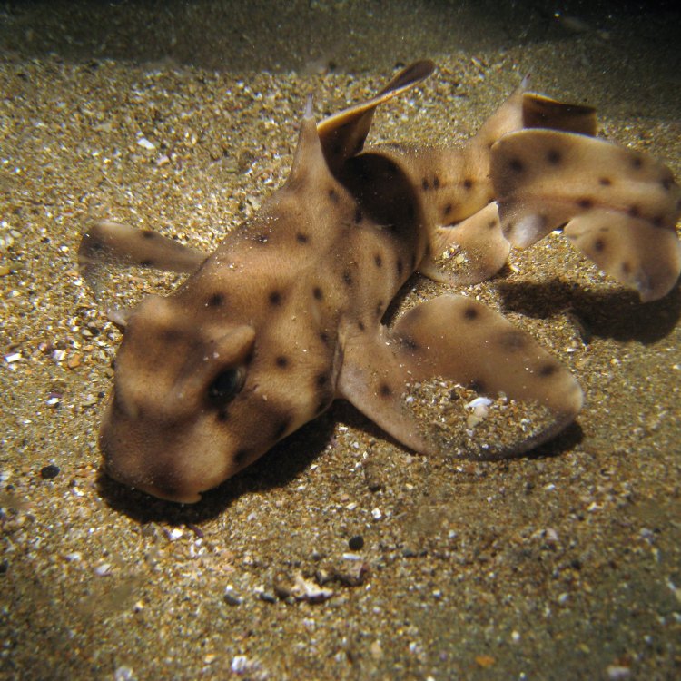 The Mystery of the Horn Shark: A Predator of the Pacific Coast