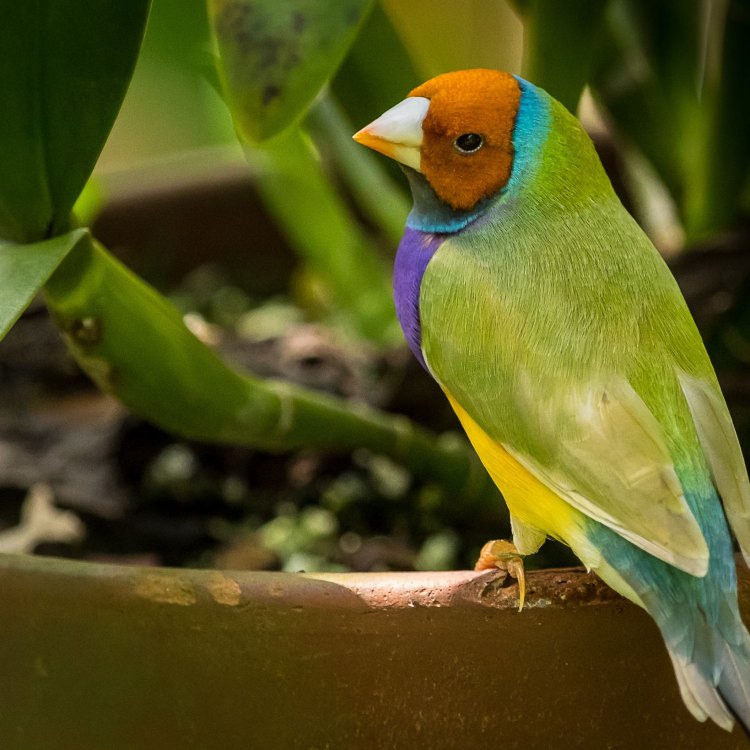 The Beautiful and Mysterious Gouldian Finch