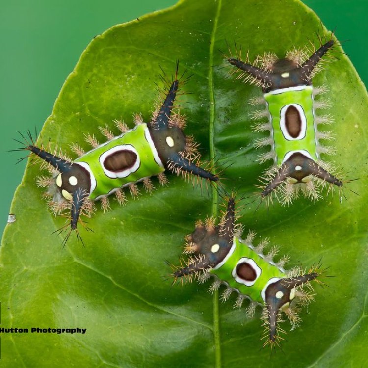 The Enigmatic Angled Sunbeam Caterpillar: An Undiscovered Marvel of Nature