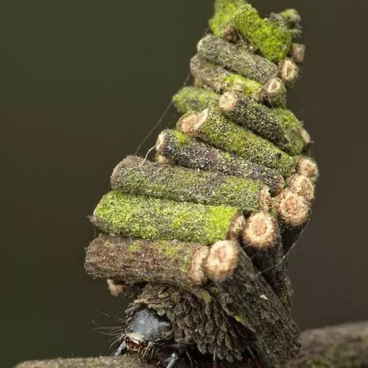 Tiny Builders: The Fascinating World of Bagworm Moth Caterpillars