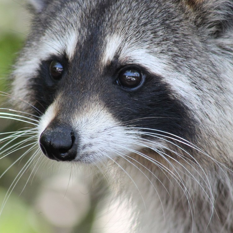 Fascinating Facts About the Mischievous Raccoon