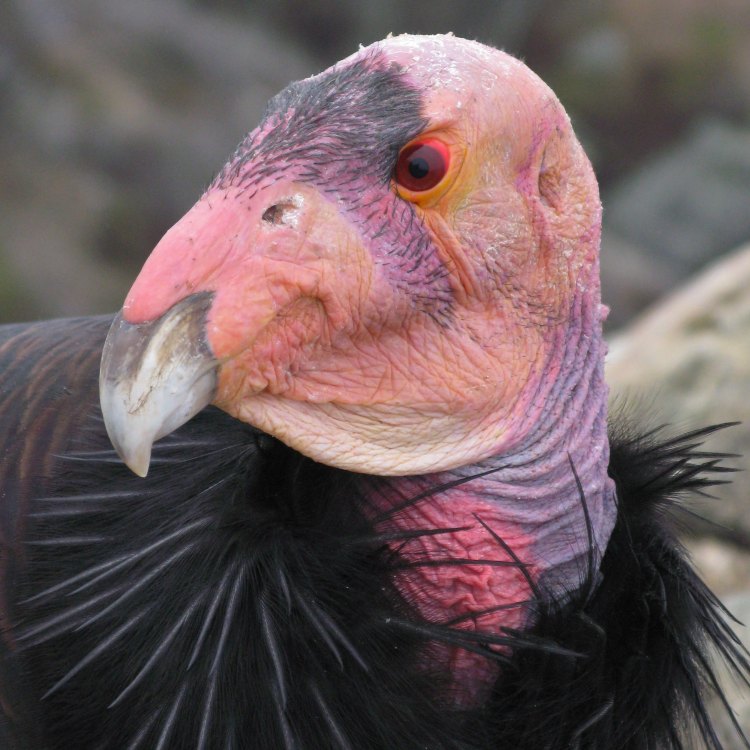 The Magnificent and Endangered California Condor: A Tale of Resilience