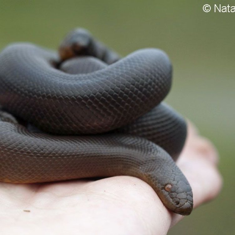 The Fascinating Rubber Boa: A Master of Camouflage