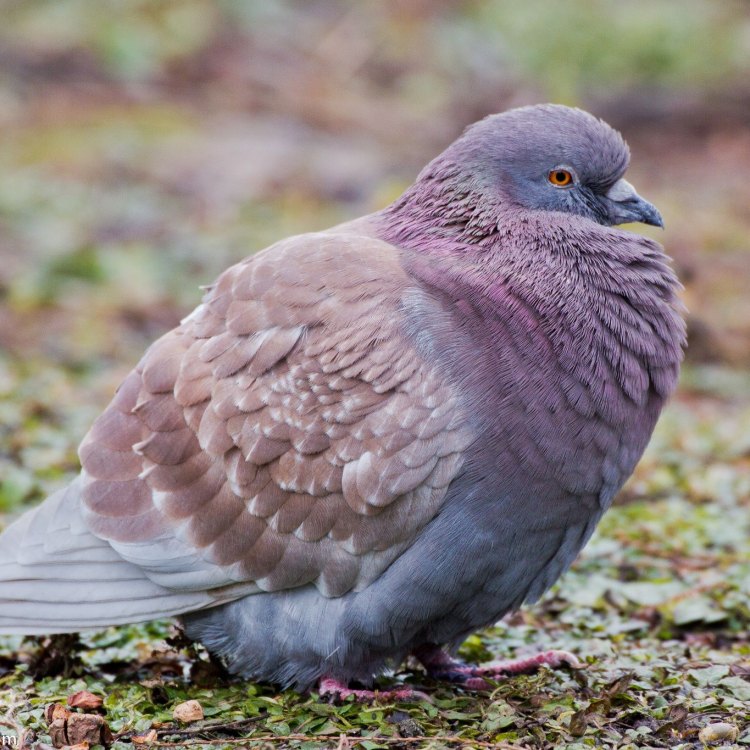 The Pigeon: A Fascinating Urban Bird