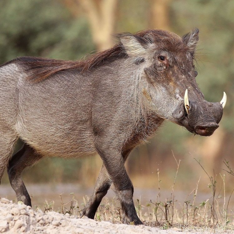 The Fascinating World of Warthogs: The Majestic Beauties of the African Savannas