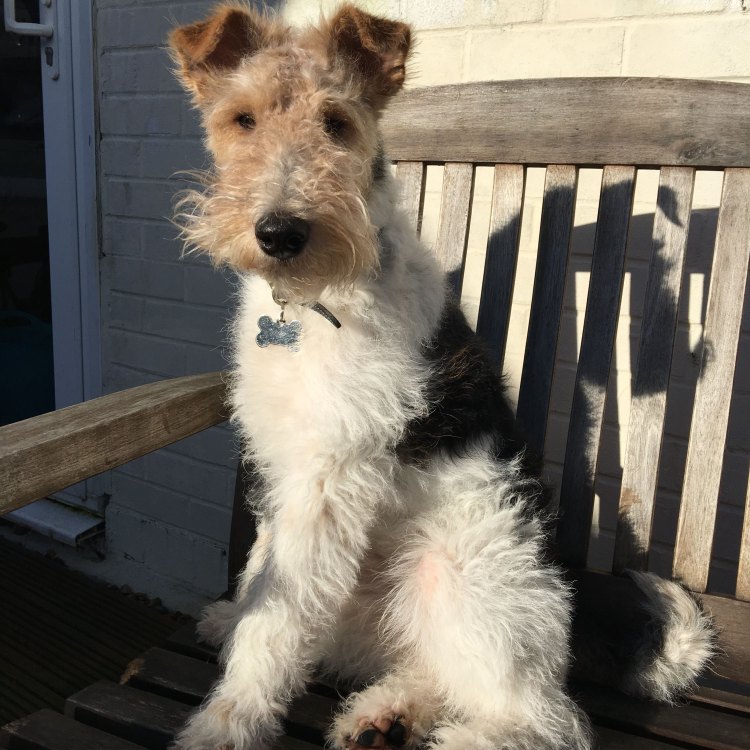 <title>The Fearless and Feisty Wire Fox Terrier: A True Animal Athlete</title>