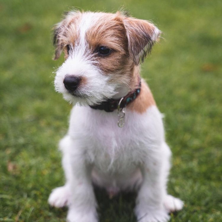 The Parson Russell Terrier: A Feisty, Loyal, and Adorable Addition to Any Home