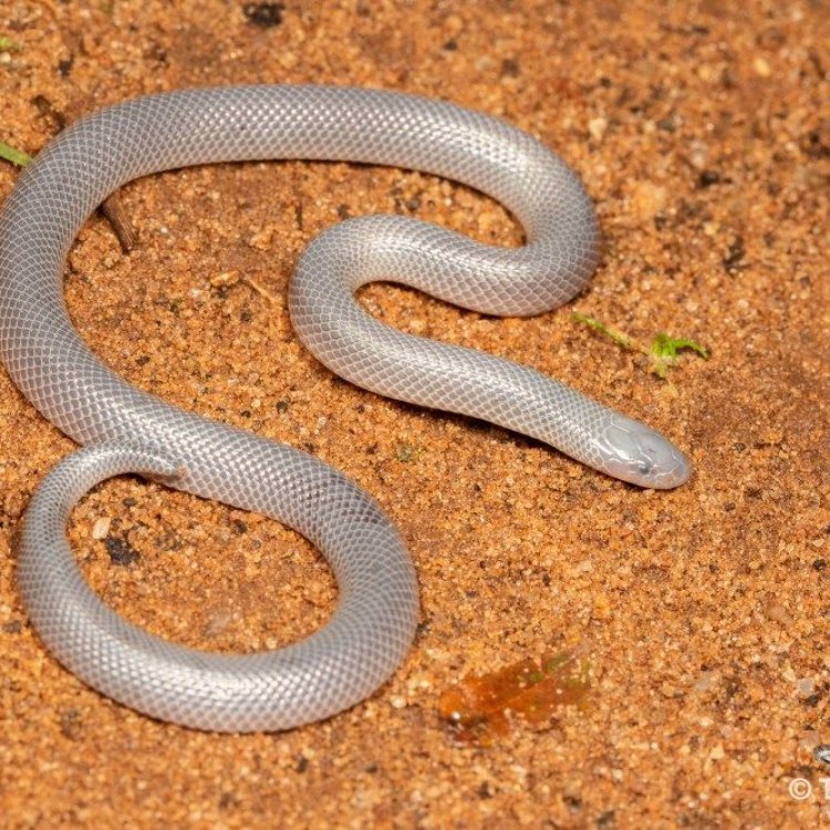 The Fascinating World of the Stiletto Snake: Africa's Stealthy Assassin