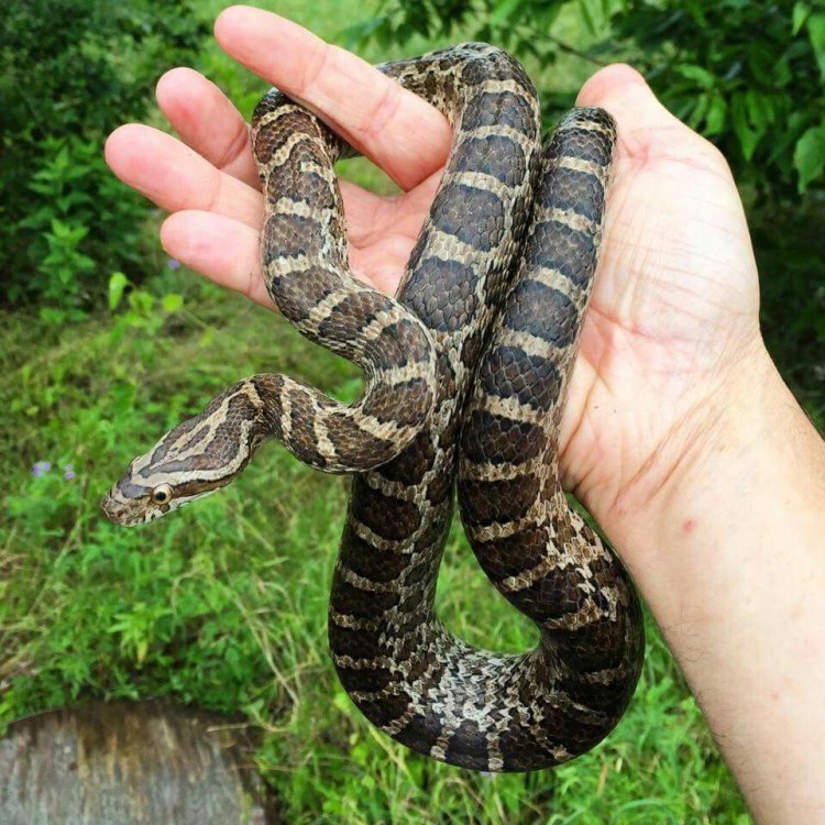Discover the Majestic Eastern Rat Snake: A Marvel of Nature