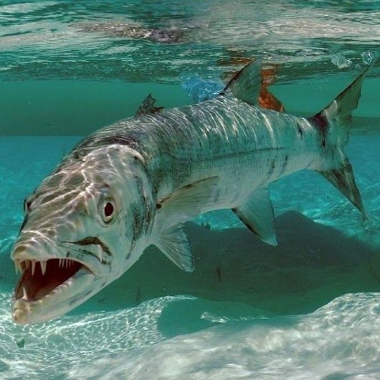 The Fascinating World of the Barracuda