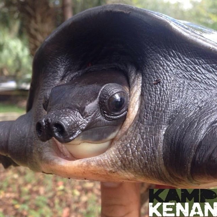 Pig Nosed Turtle: The Fascinating Creature with a Unique Appearance