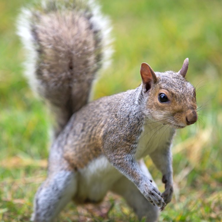 The Agile Eastern Gray Squirrel - A Master of Survival