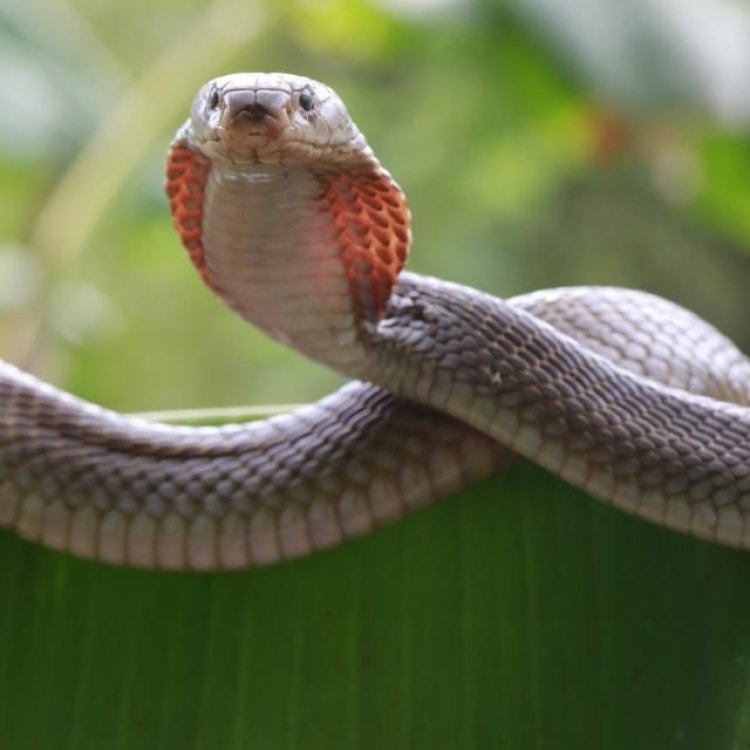 Proud but Deadly: The Philippine Cobra