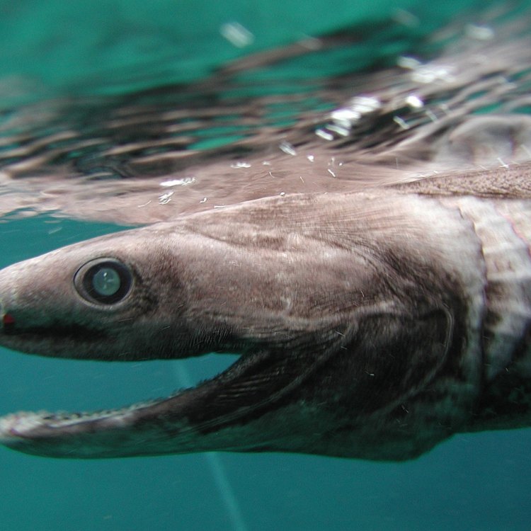 The Mysterious Kitefin Shark: Exploring the Deep-Sea World of Dalatias licha
