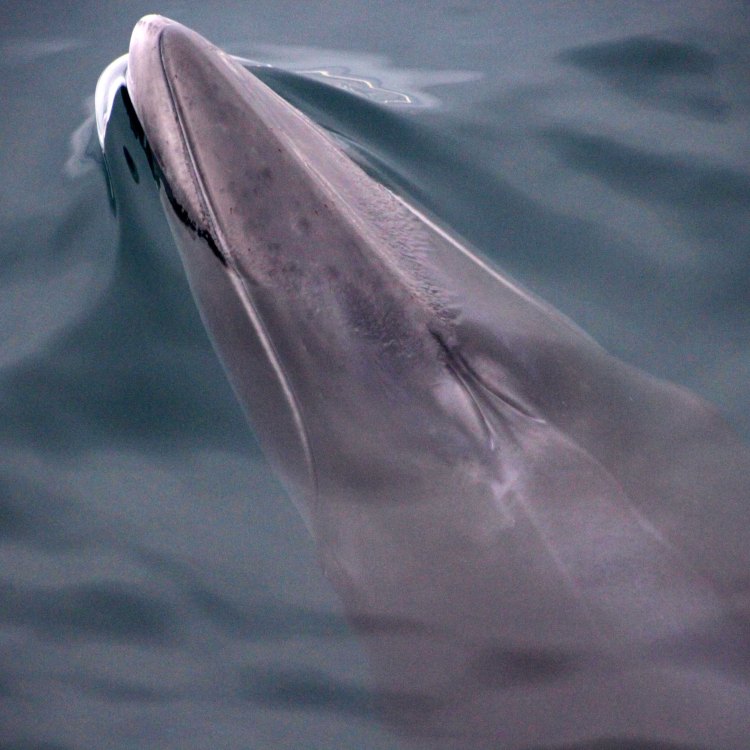 A Marvel of the Oceans: The Fascinating Minke Whale
