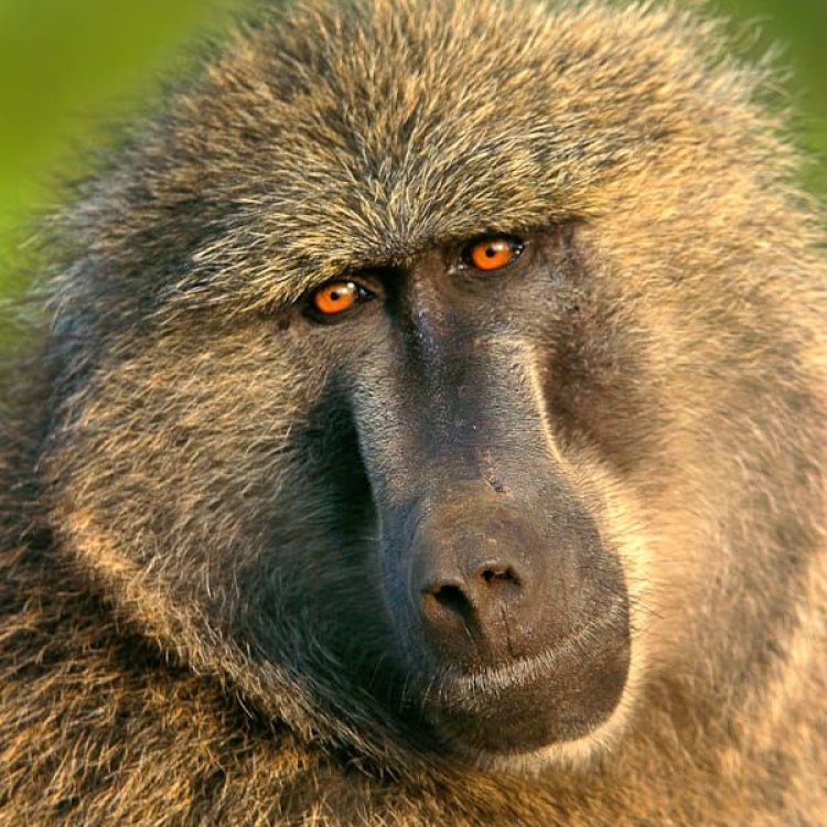 A Primate of Intelligence and Adaptability: The Olive Baboon
