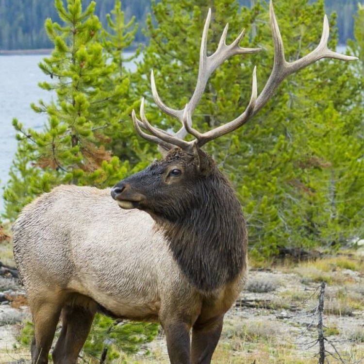 The Majestic Elk: A Symbol of Strength and Beauty