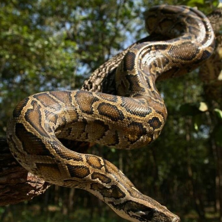 The Mighty Burmese Python: A Fascinating Creature from the Tropical Rainforests