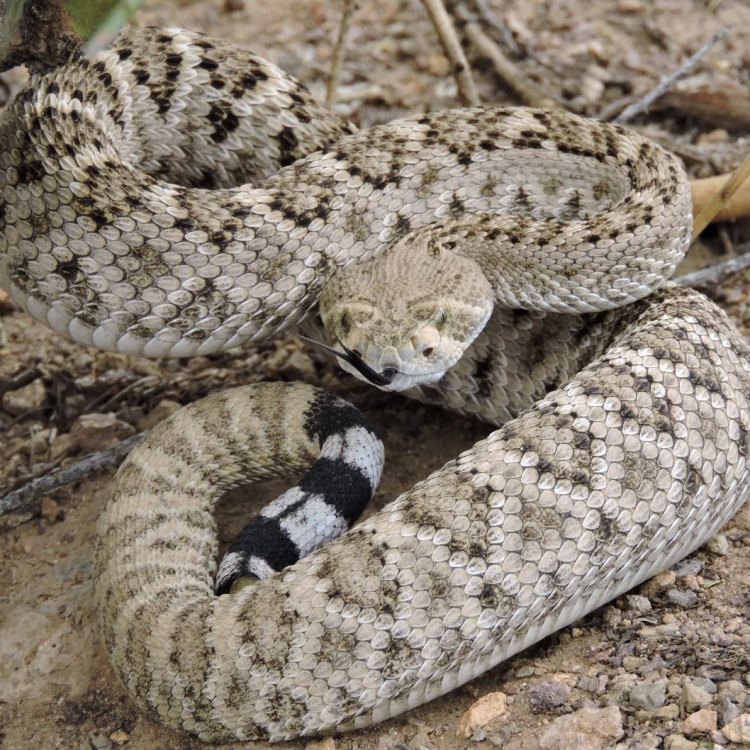 The Deadly Beauty of the Western Diamondback Rattlesnake