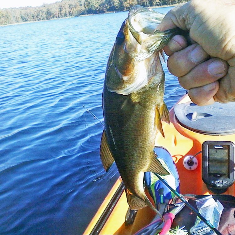 A Fascinating Look at the Ozark Bass: North America’s Freshwater Predator