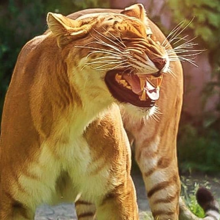 The Fascinating World of the Liger