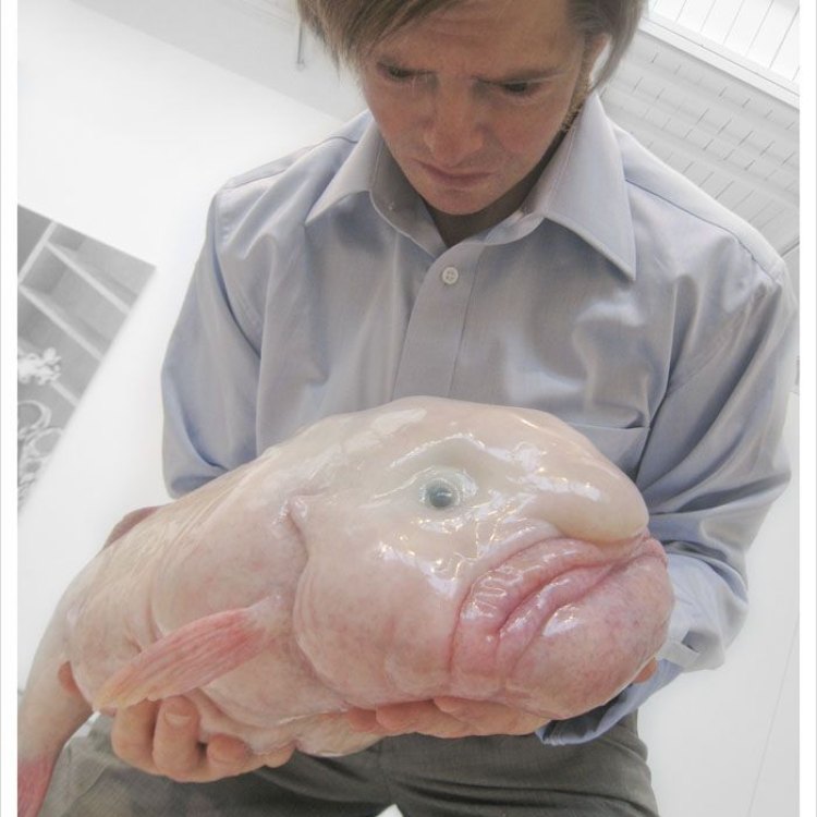 The Unique and Unexpected World of the Blobfish