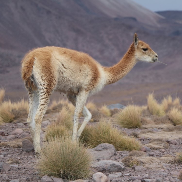 The Graceful Vicuña: A Dazzling Treasure of the Andean Mountains