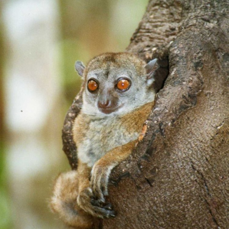 The Fascinating Flying Lemur: A True Miracle of Nature