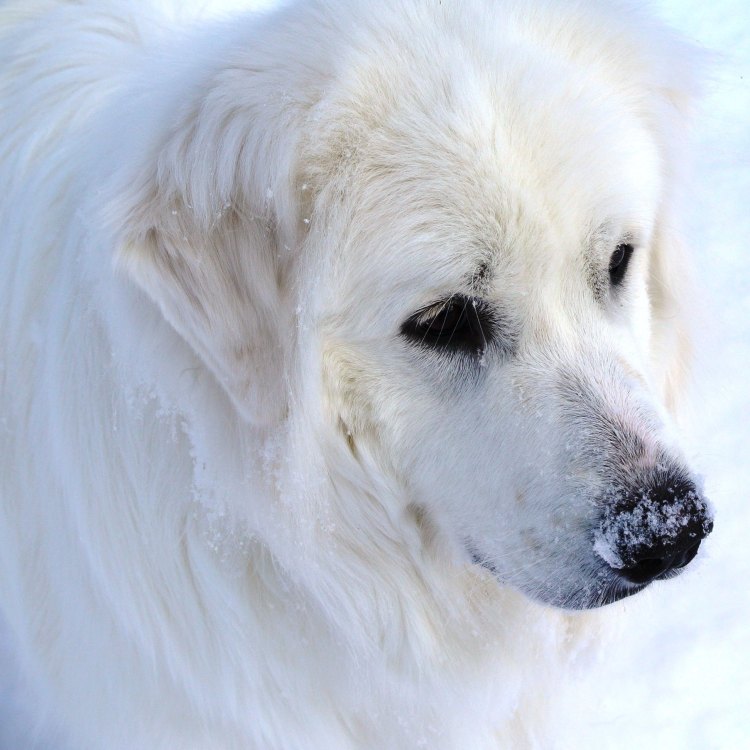 The Majestic Great Pyrenees: A Creature of Character and Charm