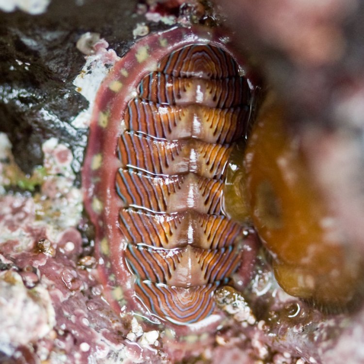 The Remarkable Chiton: An Extraordinary Creature of the Marine World