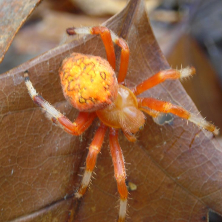 The Mysterious Orange Spider: A Small Wonder of the Tropical Rainforests of Hawaii