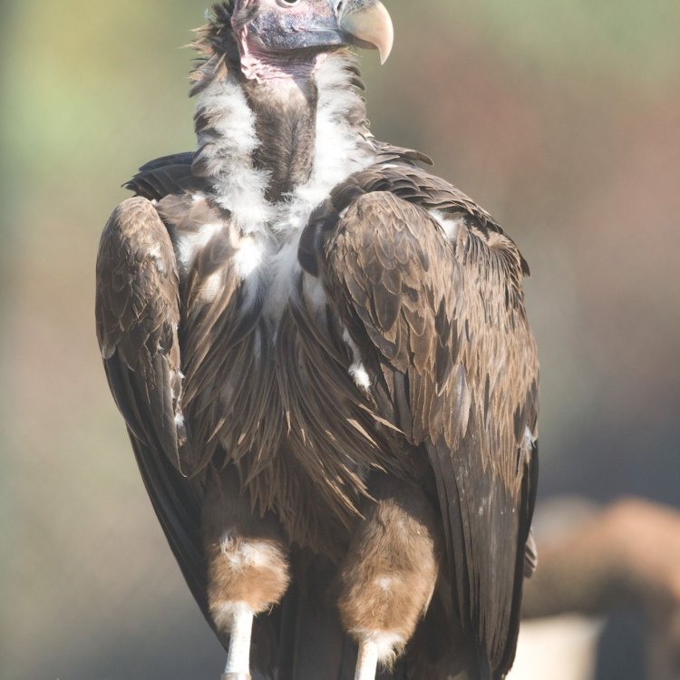 The Mighty Lappet Faced Vulture: The King of African Skies