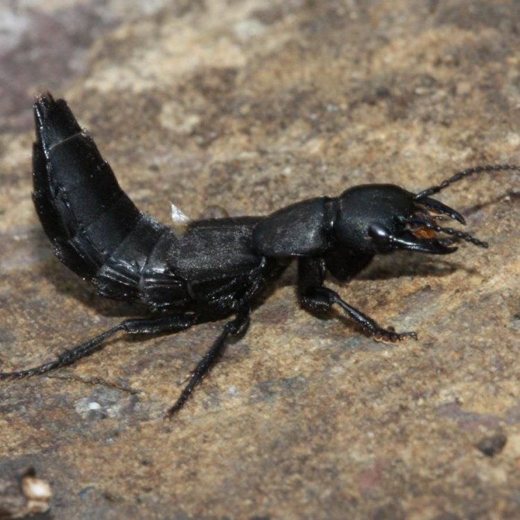 The Fierce and Fascinating World of Devils Coach Horse Beetle