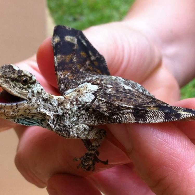 The Amazing Draco Volans: The Real-Life Flying Dragon