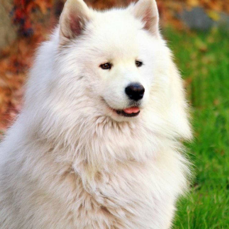 The Loyal and Beautiful Samoyed: A True Companion from the Arctic Regions