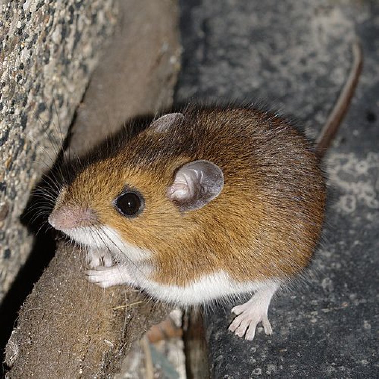 The Fascinating World of the Deer Mouse: A Closer Look at Peromyscus maniculatus