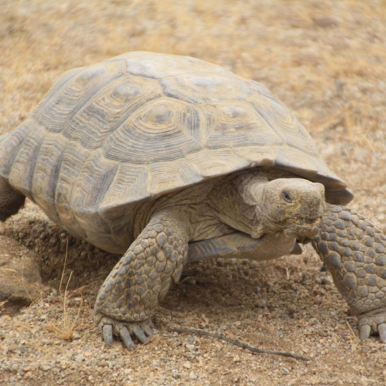 The Majestic Desert Tortoise: Surviving in the Harshest Environments