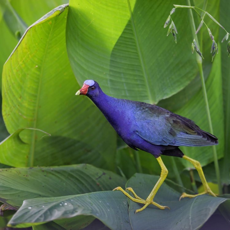 The Beautiful and Mystical Purple Gallinule: A Colorful Bird of the Americas