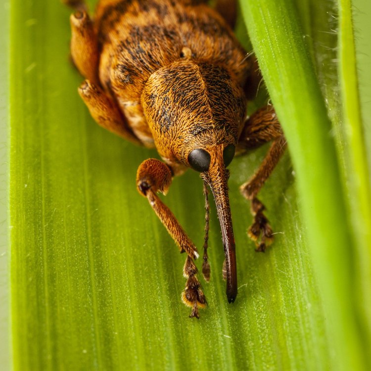 The Fascinating World of the Nut Weevil: Nature's Unlikely Gardener