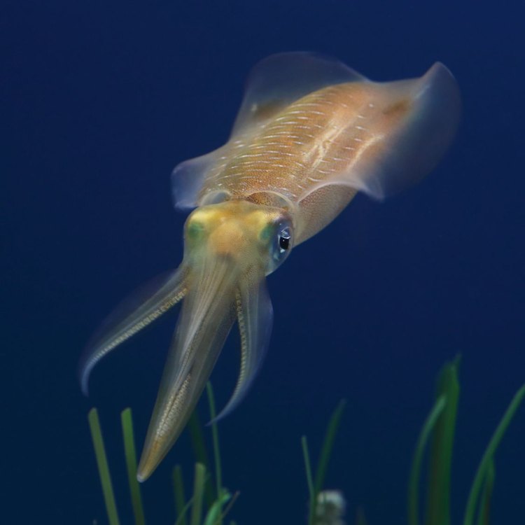 The Magnificent Bigfin Reef Squid: A Master of Camouflage and Intelligence